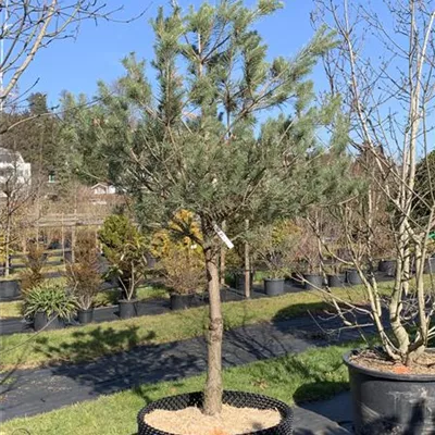 Halbstamm 20-25 HP23-12 1250 - Kiefer - Pinus sylvestris - Collection