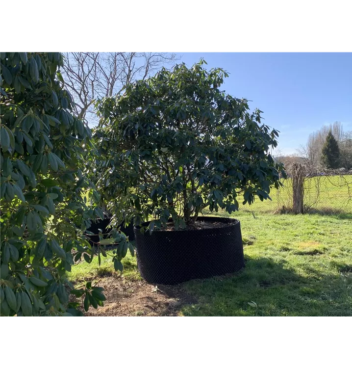 Rhododendron-Hybride 'Catawb.Grandiflorum' - Rhododendron Hybr.'Catawb. Grandiflorum' - Collection