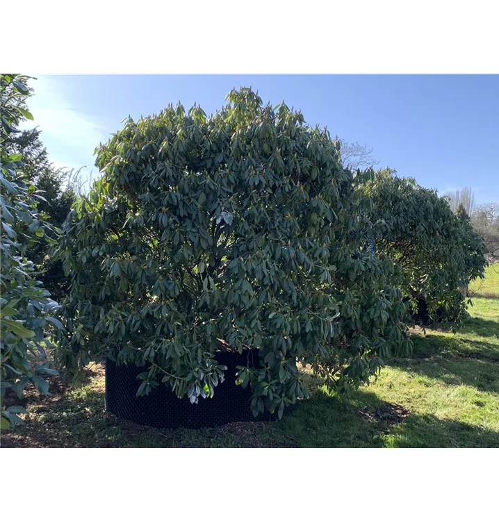 Rhododendron-Hybride 'Roseum Elegans' - Rhododendron Hybr.'Roseum Elegans' - Collection