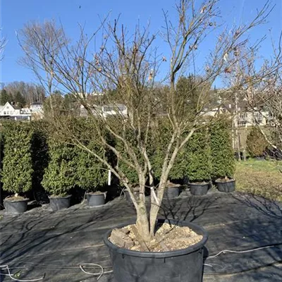 Solitär Nr. HP23-29 3250 - Roter Fächerahorn - Acer palmatum 'Atropurpureum' - Collection