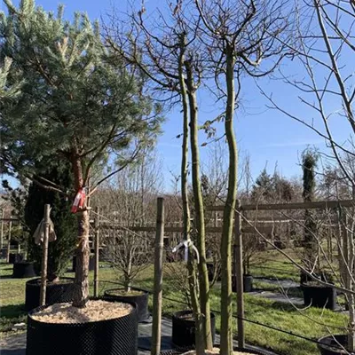 dreistämmig Dach HOC Nr. HP23-46 2750 - Hainbuche,Weißbuche - Carpinus betulus - Collection