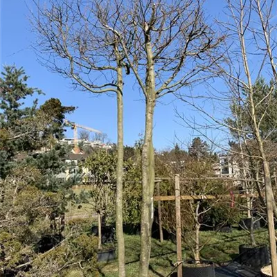 dreistämmig Dach HOC Nr. HP23-51 2950 - Hainbuche,Weißbuche - Carpinus betulus - Collection