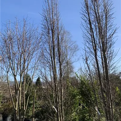 Solitär 450-500 Nr. HP23-69 1640 - Pyramiden-Hainbuche 'Fastigiata' - Carpinus betulus 'Fastigiata' - Collection