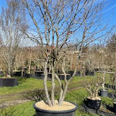 Schirmform - Eisenbaum - Parrotia persica - Collection