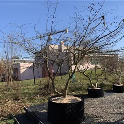 Schirmform Nr. HP23-89 5150 - Eisenbaum - Parrotia persica - Collection