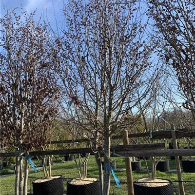 Schirmform 350-400 - Eisenbaum - Parrotia persica - Collection