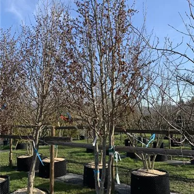 Schirmform 350-400 - Eisenbaum - Parrotia persica - Collection