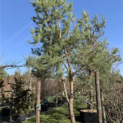 Charakterform Nr. HP23-41 3450 - Kiefer - Pinus sylvestris - Collection