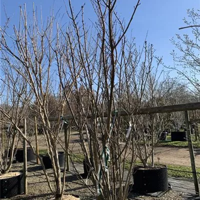 Solitär 300-350 Nr. HP23-32 772 - Japan.Nelkenkirsche 'Kanzan' - Prunus serrulata 'Kanzan' - Collection