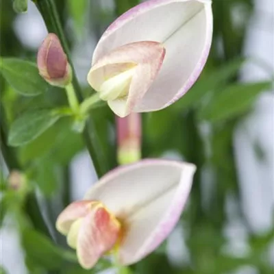 im Container 20 - 30 - Geissklee - Chamaecytisus purpureus