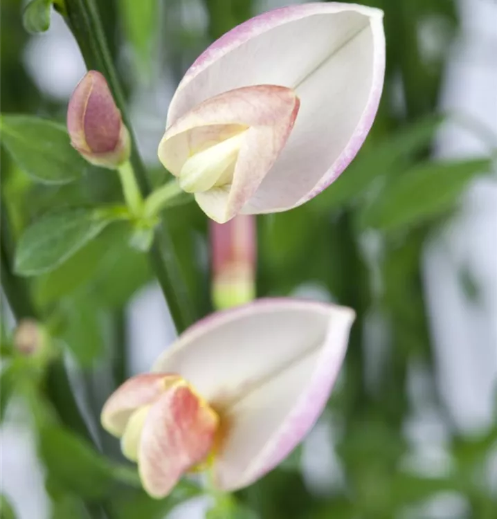 Geissklee - Chamaecytisus purpureus