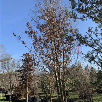 mehrstämmig 600-700 Nr. HP23-39 3620 - Stieleiche - Quercus robur - Collection