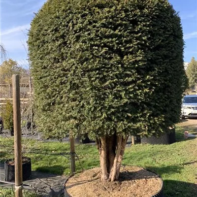 Bienenkorb Nr. HP23-166 5700 - Heimische Eibe - Taxus baccata - Collection