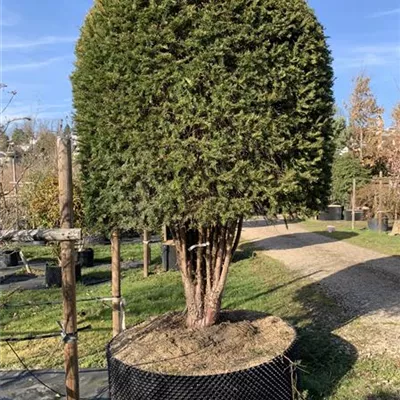 Bienenkorb Nr. HP23-167 5700 - Heimische Eibe - Taxus baccata - Collection