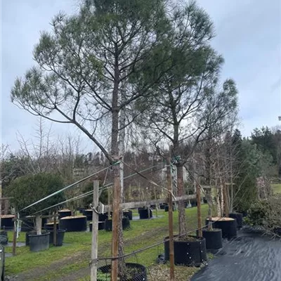 Sol Baum 5xv mDb 150-200 x 400-500 35- 40 - Pinie - Pinus pinea - Collection