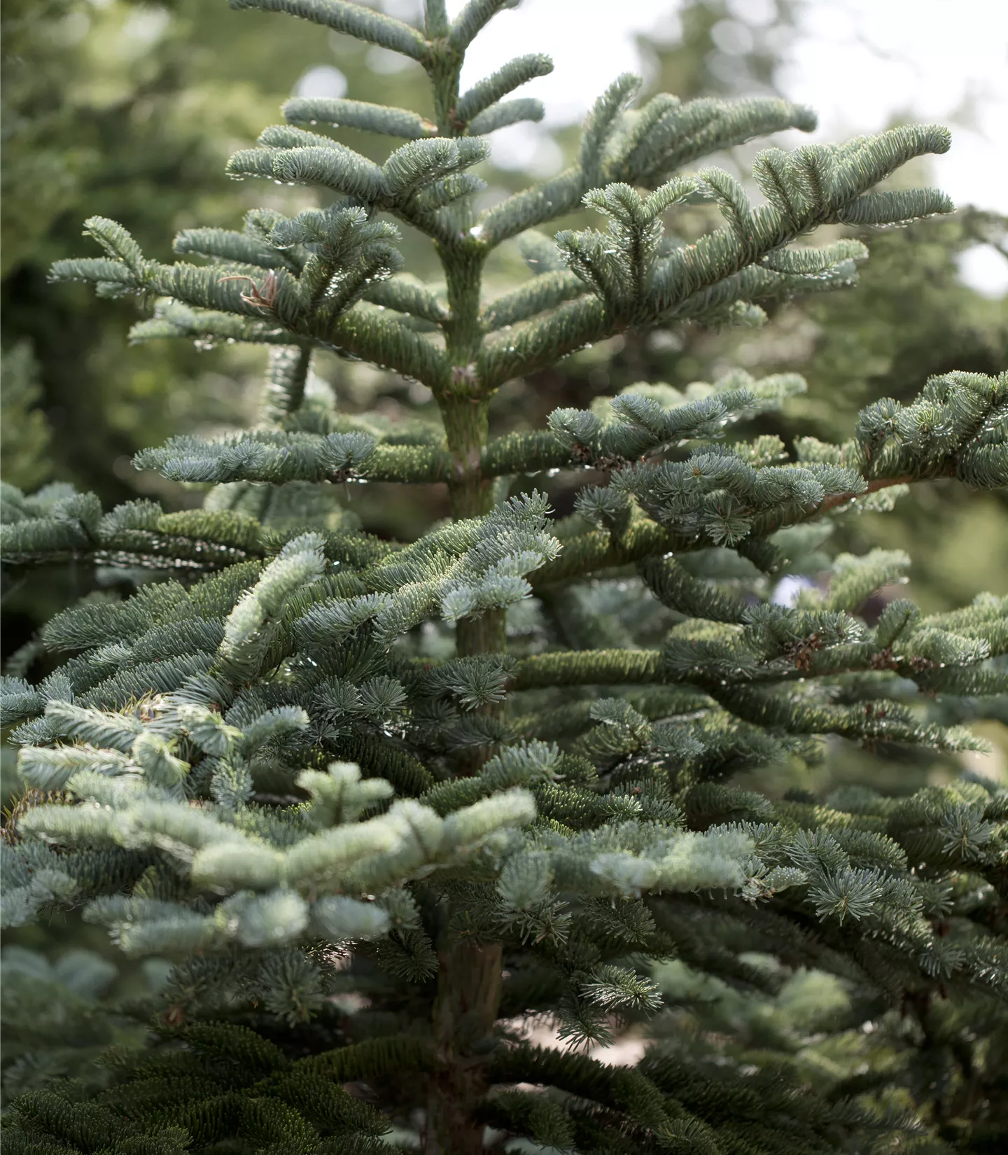 Abies concolor - Collection