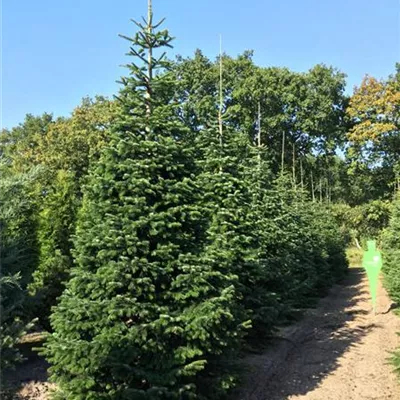 Sol 6xv mDb 150-200 x 400- 450 - Nordmannstanne - Abies nordmanniana - Collection