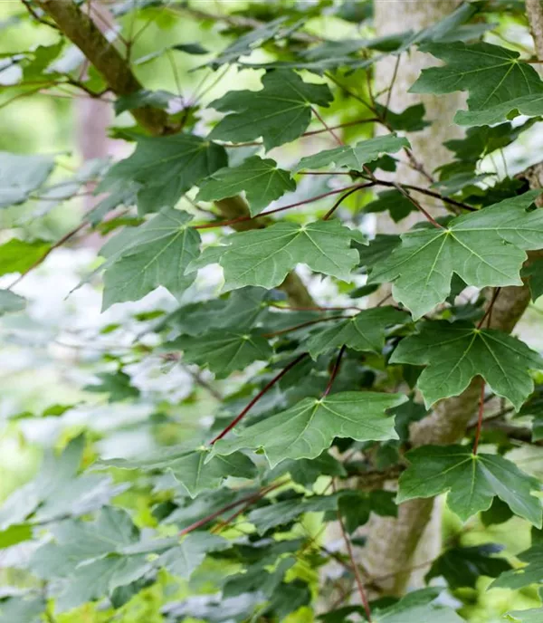 Acer pseudoplatanus 'Erectum' - Collection