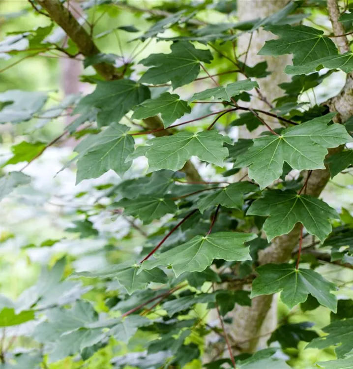 Schmalkroniger Bergahorn 'Erectum' - Acer pseudoplatanus 'Erectum' - Collection