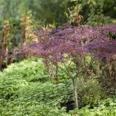 C 5 40- 50 - Fächerahorn 'Inaba-shidare' - Acer palmatum 'Inaba-shidare' - Collection