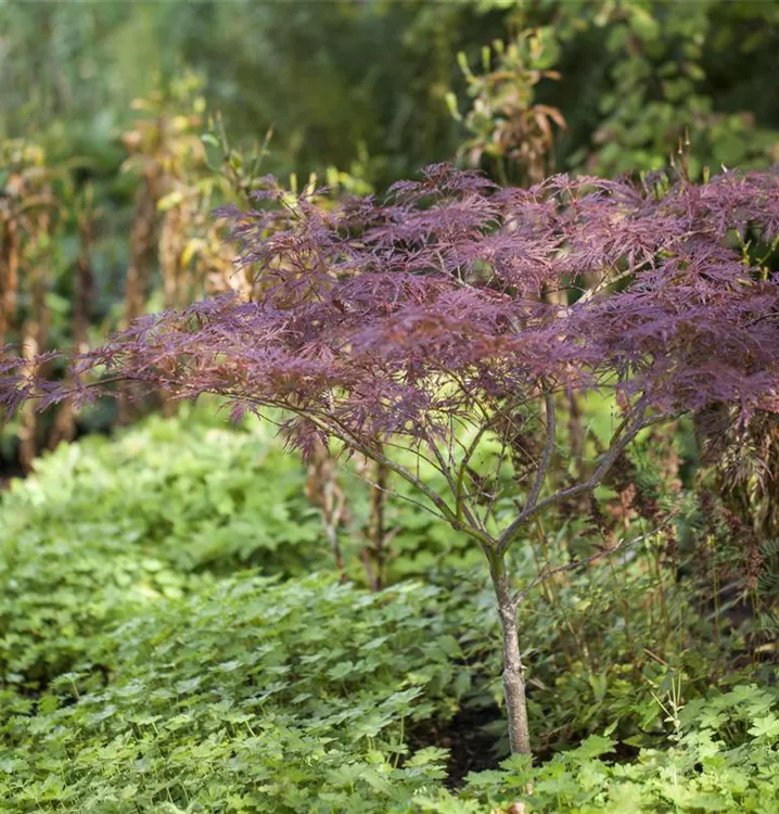 Fächerahorn 'Inaba-shidare' - Acer palmatum 'Inaba-shidare' - Collection