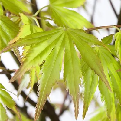 Sol C 90 100-150 x 200- 250 - Fächerahorn 'Orange Dream' - Acer palmatum 'Orange Dream' - Collection