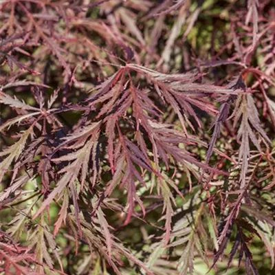 Sol C 230 150-200 x 100- 125 - Roter Schlitzahorn - Acer palmatum 'Ornatum' - Collection