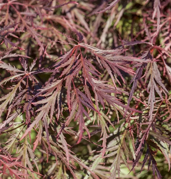 Roter Schlitzahorn - Acer palmatum 'Ornatum' - Collection