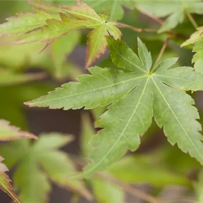 Sol C 230 150-200 x 300- 350 - Fächerahorn 'Sangokaku' - Acer palmatum 'Sangokaku' - Collection