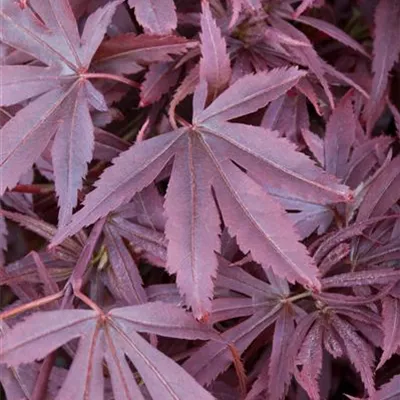 Sol C 15 80- 100 - Fächerahorn 'Shaina' - Acer palmatum 'Shaina' - Collection