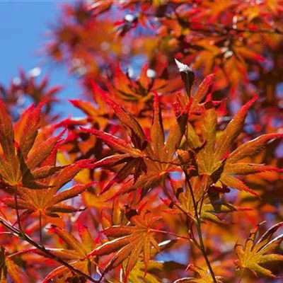 Sol C 15 100- 125 - Fächerahorn 'Trompenburg' - Acer palmatum 'Trompenburg' - Collection