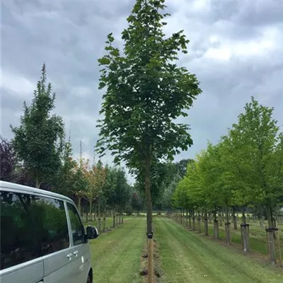 Sol Baum 4xv mDb 150-200 x 400-500 25- 30 - Spitzahorn - Acer platanoides - Collection