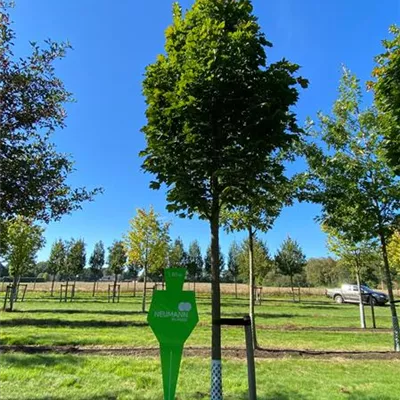 Sol Baum 5xv mDb 100-150 x 500-700 30- 35 - Säulenförmiger Spitzahorn 'Columnare' - Acer platanoides 'Columnare' - Collection