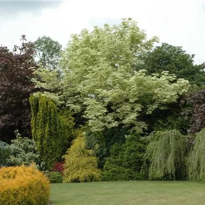 H 3xv mDb 10- 12 - Spitzahorn 'Drummondii' - Acer platanoides 'Drummondii' - Collection