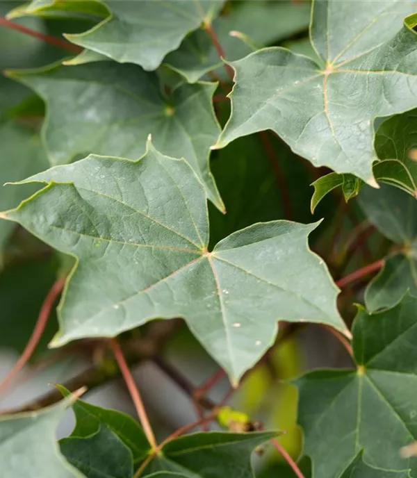 Acer pseudoplatanus 'Negenia' - Collection