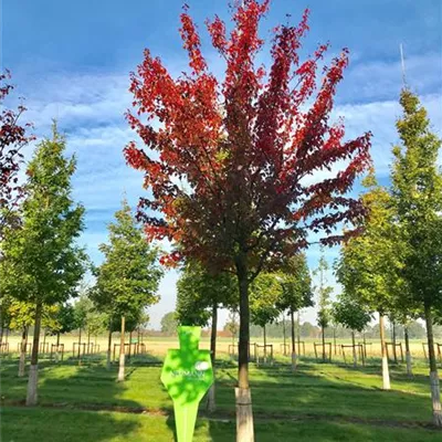 Sol Baum 5xv mDb 200-300 x 700-900 35- 40 - Rotahorn - Acer rubrum - Collection