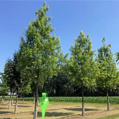 Sol Baum 5xv mDb 200-300 x 700-900 40- 45 - Geschlitzt.Silberahorn 'Laciniatum Wieri' - Acer saccharinum 'Laciniatum Wieri' - Collection