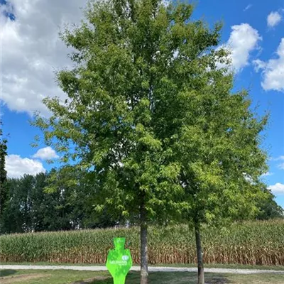 Sol Baum 6xv mDb 400-600 x 700-900 60- 70 - Geschlitzt.Silberahorn 'Laciniatum Wieri' - Acer saccharinum 'Laciniatum Wieri' - Collection