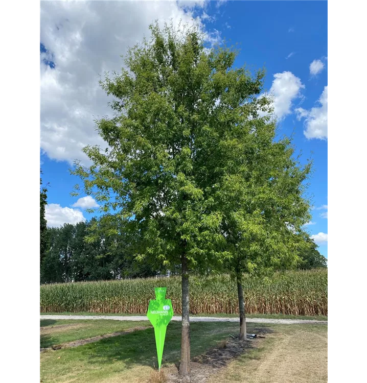 Geschlitzt.Silberahorn 'Laciniatum Wieri' - Acer saccharinum 'Laciniatum Wieri' - Collection