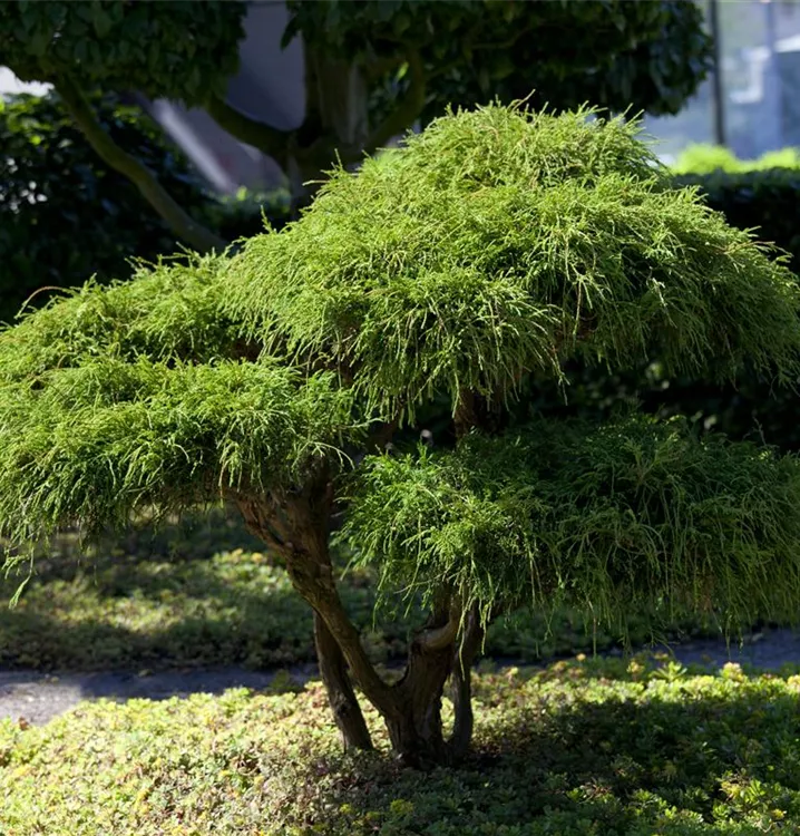 Sawara-Scheinzypresse - Chamaecyparis pisifera 'Filifera'