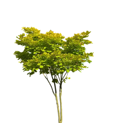 Schirm C 90 100-150 x 200- 250 - Japanischer Goldahorn 'Aureum' - Acer shirasawanum 'Aureum' - Collection