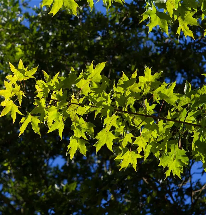 Ahorn 'Norwegian Sunset' -R- - Acer truncatum 'Norwegian Sunset' -R- - Collection