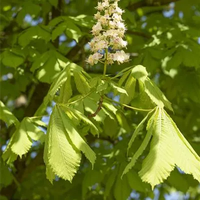 H 2xv mB 8- 10 - Rosskastanie - Aesculus hippocastanum - Collection