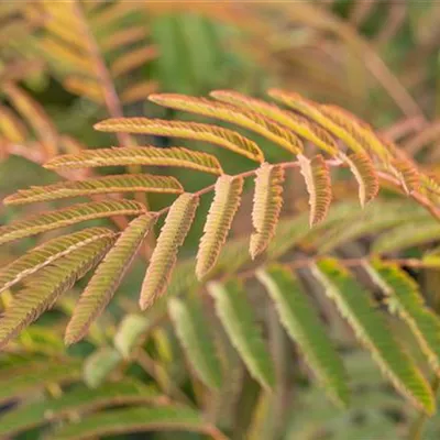 Sol 3xv mDb 175- 200 - Seidenbaum 'Ernest Wilson' - Albizia julibrissin 'Ernest Wilson' - Collection