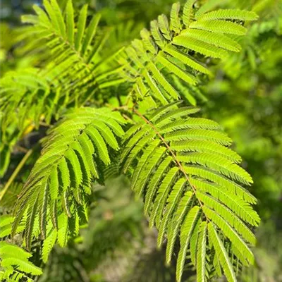 Sol 3xv mDb 200- 250 - Seidenbaum 'Ernest Wilson' - Albizia julibrissin 'Ernest Wilson' - Collection