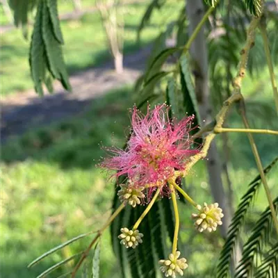 Sol 4xv mDb 300- 350 - Seidenbaum 'Ombrella' - Albizia julibrissin 'Ombrella' - Collection