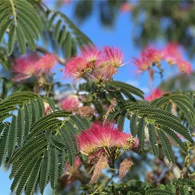 Schirm 4xv mDb 250- 300 - Seidenbaum 'Ombrella' - Albizia julibrissin 'Ombrella' - Collection