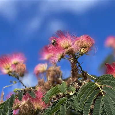 Schirm 4xv mDb 250- 300 - Seidenbaum 'Ombrella' - Albizia julibrissin 'Ombrella' - Collection