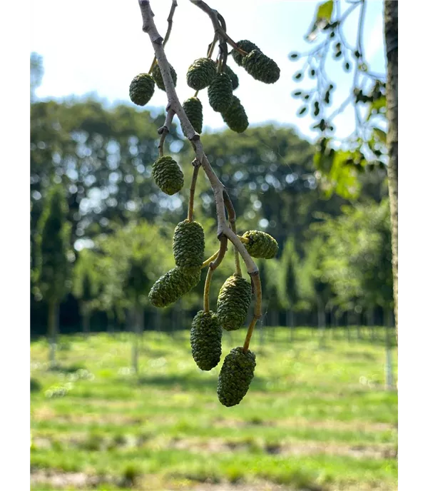 Alnus glutinosa - Collection