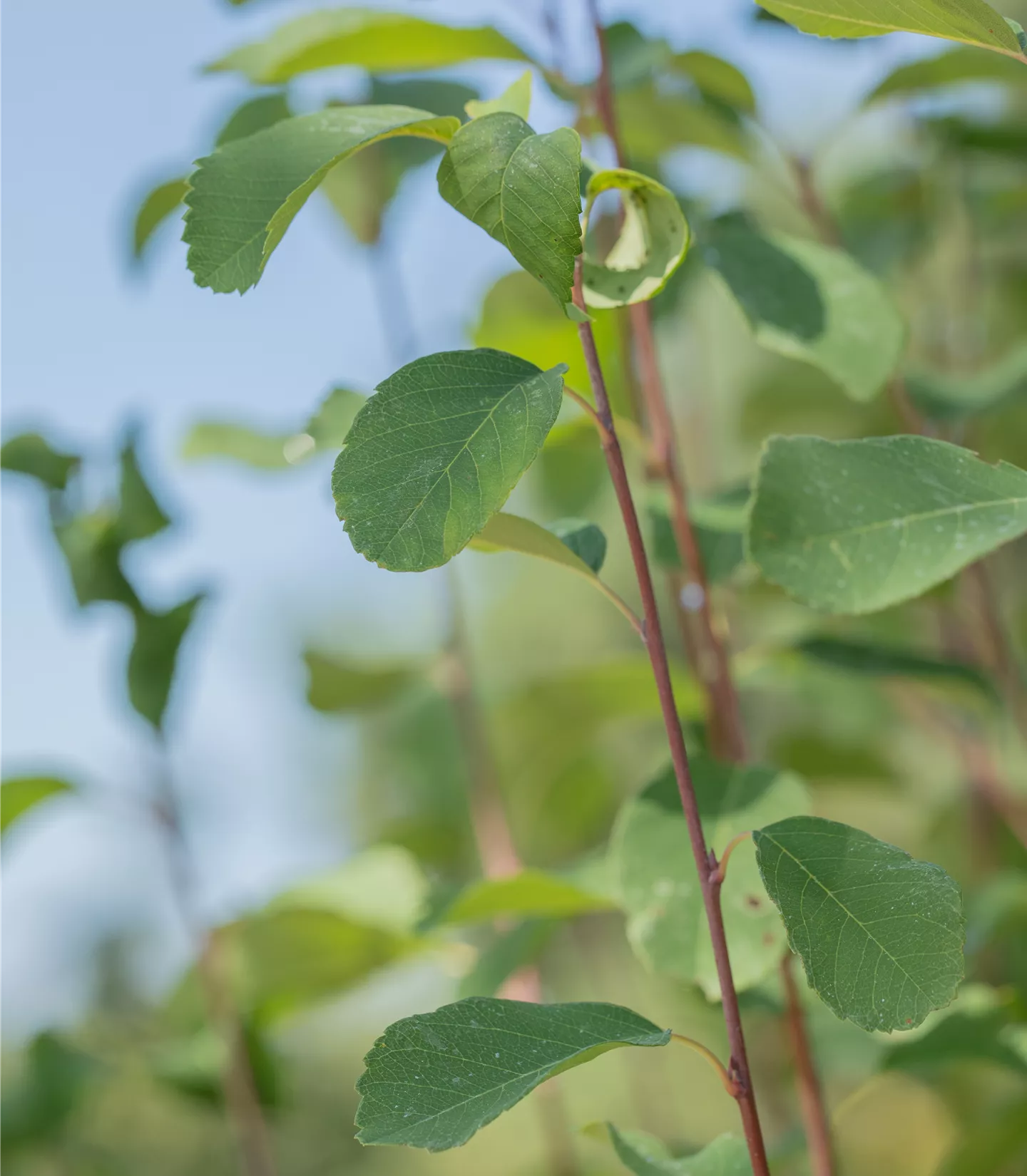 Amelanchier alnifolia 'Obelisk' -R- - Collection